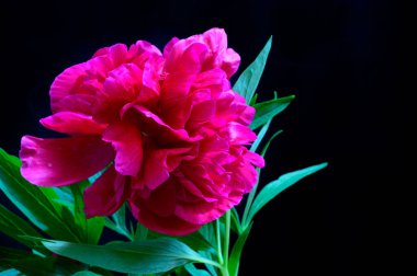 Koyu arkaplanda güzel bir şakayık, yaz konsepti, yakın görüş  