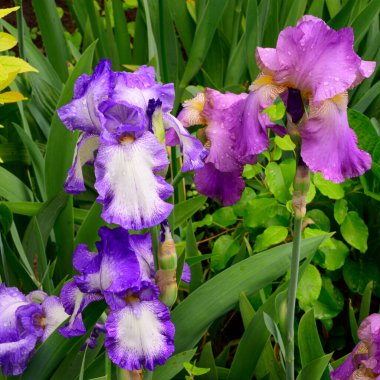 Baharda güneşli bir günde bahçede büyüyen güzel irisler. 
