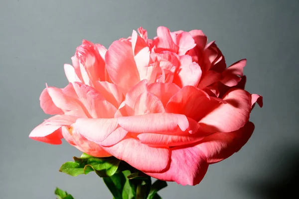 Schöne Blume Auf Dunklem Hintergrund Sommerkonzept Nahsicht — Stockfoto