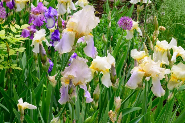 beautiful irises growing in garden at spring sunny day