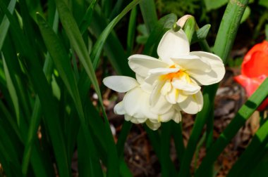 Baharın güneşli günlerinde bahçede yetişen güzel nergisler 
