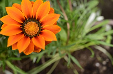 Baharda, güneşli bir günde bahçede büyüyen güzel çiçek. 