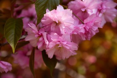 Güzel çiçekli kiraz ağacı dalları, yakın plan, bahar konsepti.  