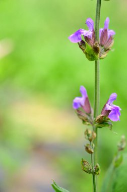 Baharın güneşli günlerinde bahçede büyüyen güzel çiçekler. 