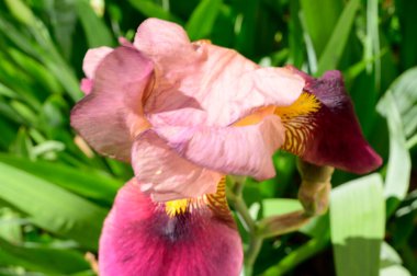 Baharda güneşli bir günde bahçede büyüyen güzel irisler. 