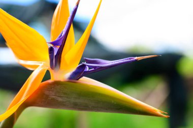 Baharda, güneşli bir günde bahçede büyüyen güzel çiçek. 