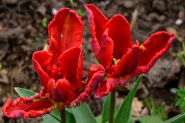 Baharın güneşli günlerinde bahçede büyüyen güzel laleler. 