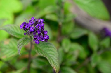 Baharda, güneşli bir günde bahçede büyüyen güzel çiçek. 