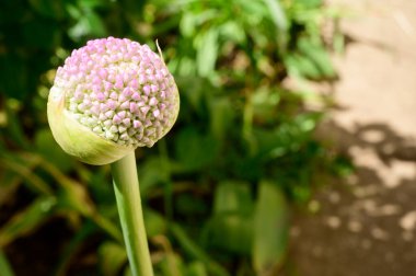 Baharda, güneşli bir günde bahçede büyüyen güzel çiçek. 