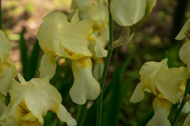Baharda güneşli bir günde bahçede büyüyen güzel irisler. 