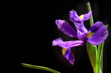 Koyu arkaplanda güzel gözler, yaz konsepti, yakın görüş  