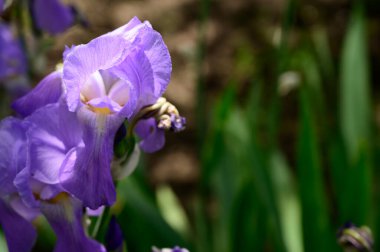 Baharda güneşli bir günde bahçede büyüyen güzel irisler. 