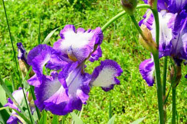 Baharda güneşli bir günde bahçede büyüyen güzel irisler. 