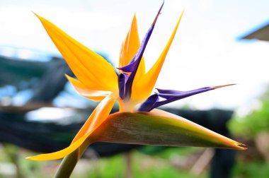 Baharda, güneşli bir günde bahçede büyüyen güzel çiçek. 