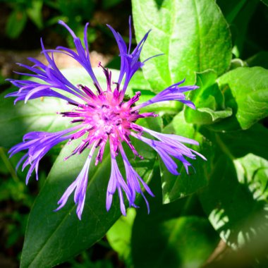Baharda, güneşli bir günde bahçede büyüyen güzel çiçek. 