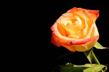 Koyu arkaplanda güzel bir gül, yaz konsepti, yakın görüş  