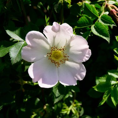 Baharda, güneşli bir günde bahçede büyüyen güzel çiçek. 