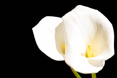 Koyu arkaplanda güzel kalla çiçekleri, yaz konsepti, yakın manzara  