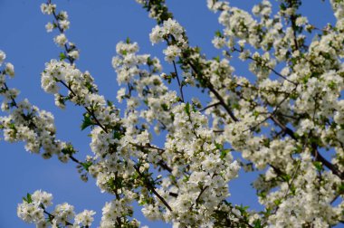 Güzel çiçekli kiraz ağacı dalları, yakın plan, bahar konsepti.  