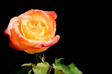 Koyu arkaplanda güzel bir gül, yaz konsepti, yakın görüş  