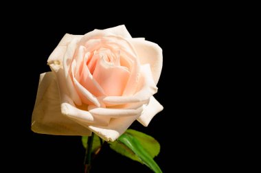 Koyu arkaplanda güzel bir gül, yaz konsepti, yakın görüş  