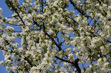 Güzel çiçekli kiraz ağacı dalları, yakın plan, bahar konsepti.  
