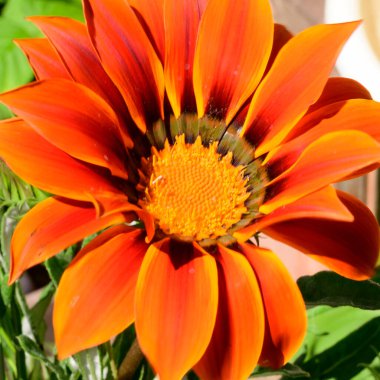 Baharda, güneşli bir günde bahçede büyüyen güzel çiçek. 