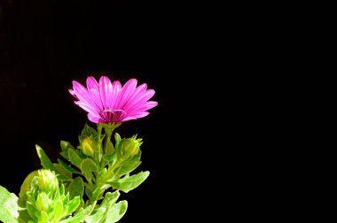 Koyu arkaplanda güzel bir çiçek, yaz konsepti, yakın görüş  