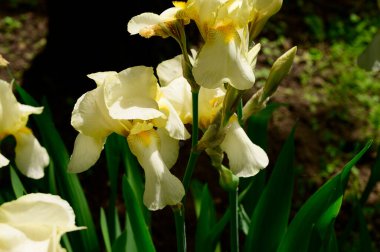 Baharda güneşli bir günde bahçede büyüyen güzel irisler. 
