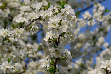 Güzel çiçekli kiraz ağacı dalları, yakın plan, bahar konsepti.  