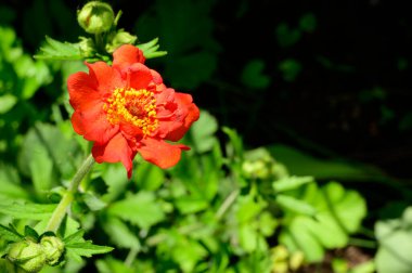 Baharda, güneşli bir günde bahçede büyüyen güzel çiçek. 