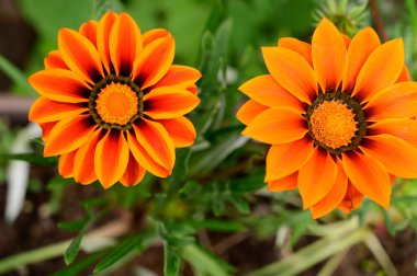 Baharın güneşli günlerinde bahçede büyüyen güzel çiçekler. 