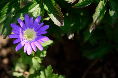 Baharda, güneşli bir günde bahçede büyüyen güzel çiçek. 