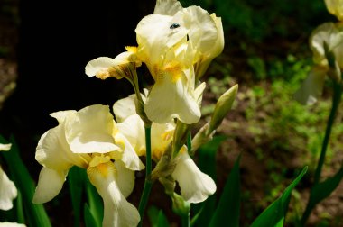 Baharda güneşli bir günde bahçede büyüyen güzel irisler. 