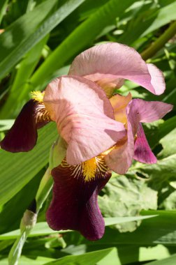 Baharda güneşli bir günde bahçede büyüyen güzel bir göz. 