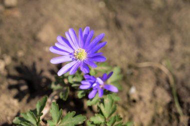 Baharın güneşli günlerinde bahçede büyüyen güzel çiçekler. 
