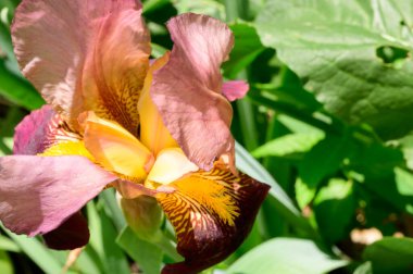 Baharda güneşli bir günde bahçede büyüyen güzel bir göz. 