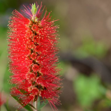 Baharda, güneşli bir günde bahçede büyüyen güzel çiçek. 