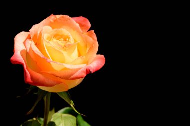 Koyu arkaplanda güzel bir gül, yaz konsepti, yakın görüş  