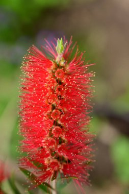 Baharda, güneşli bir günde bahçede büyüyen güzel çiçek. 