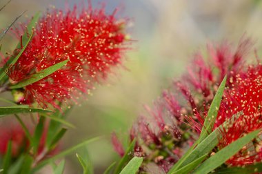 Baharın güneşli günlerinde bahçede büyüyen güzel çiçekler. 
