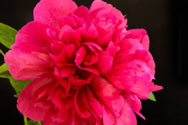 Koyu arkaplanda güzel bir şakayık, yaz konsepti, yakın görüş  