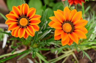 Baharın güneşli günlerinde bahçede büyüyen güzel çiçekler. 