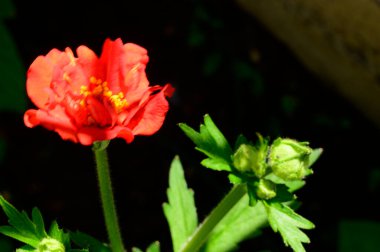 Koyu arkaplanda güzel çiçekler, yaz konsepti, yakın manzara  