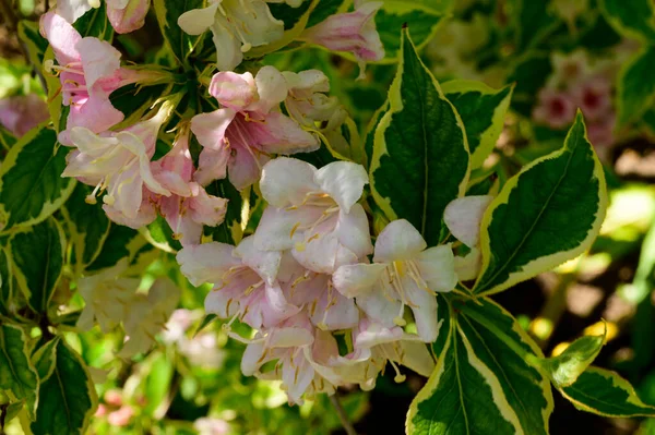 Vackra Blommor Xer Trã Dgã Rden Ren Solig Dag — Stockfoto