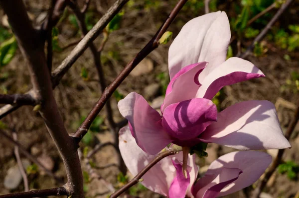 Magnolias Tree Branch Beautiful Flower Natural Background Close Spring Concept — Stock Photo, Image