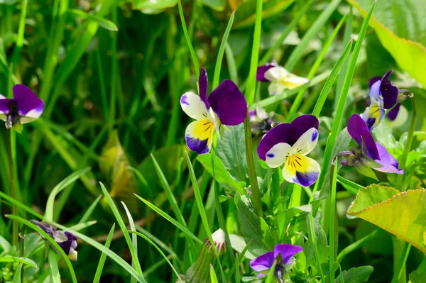 Hermosas Flores Que Crecen Jardín Día Soleado Primavera — Foto de Stock