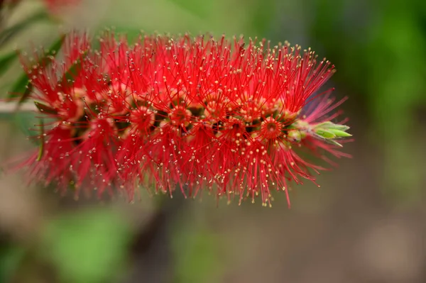 Bel Fiore Che Cresce Giardino Primavera Giornata Sole — Foto Stock