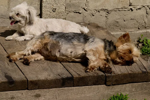 Yaz Günü Dışarıda Dinlenen Sevimli Köpekler — Stok fotoğraf