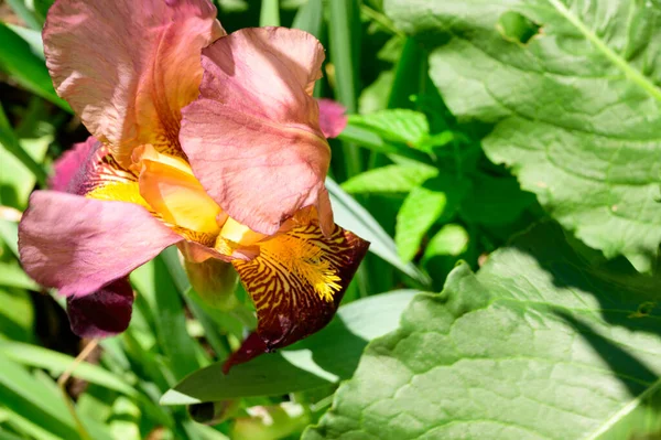 Beau Iris Poussant Dans Jardin Printemps Jour Ensoleillé — Photo